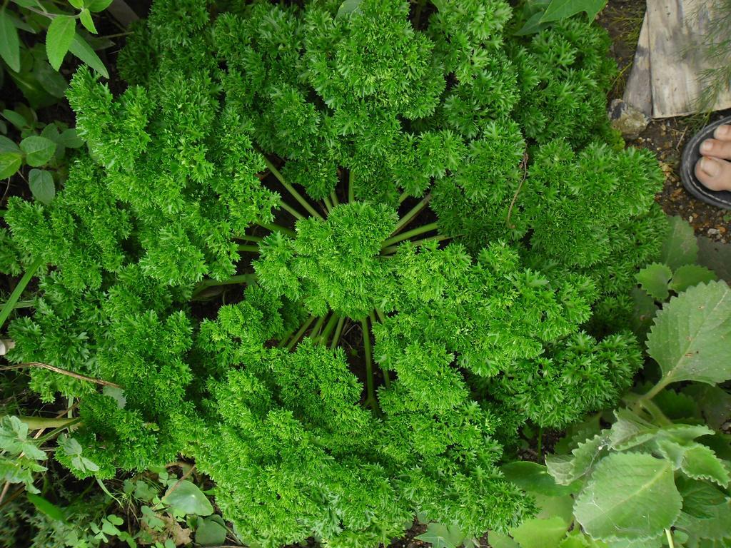 Rinconcito Verde Ujarrás Exteriér fotografie
